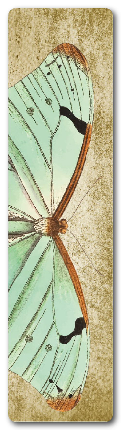 MARIPOSAS 6