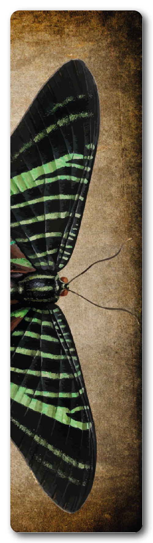 MARIPOSAS 5
